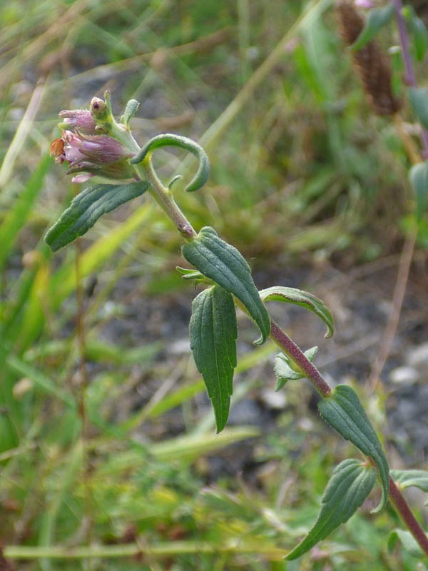 Odontites vernus